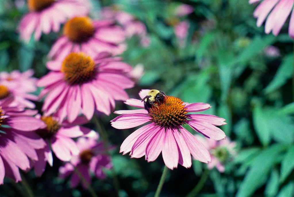 Bee Having an Early Lunch July 2026