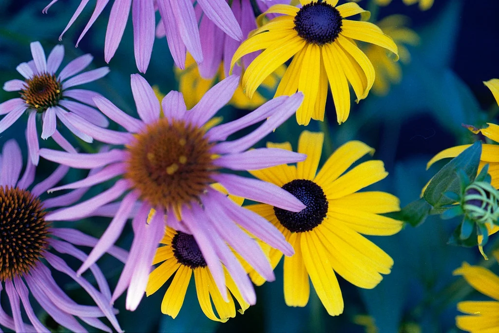 Two Favourite Flowers July 2026