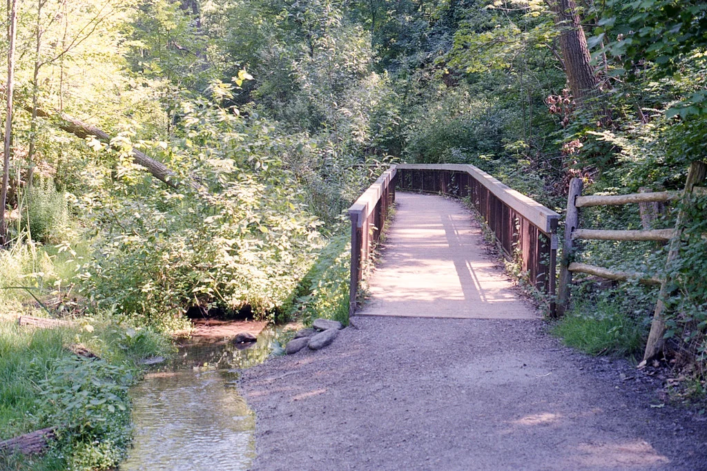 Bottom of Glenn Stewart Ravine July 2026