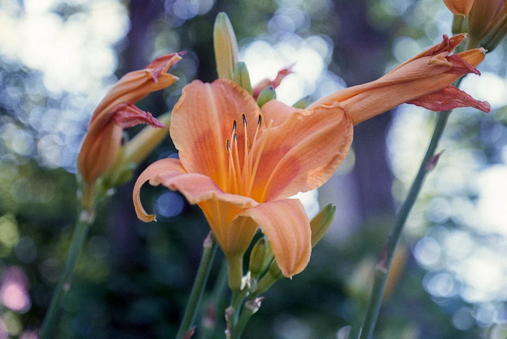 Orange Lily on Glenn Manor July 2026