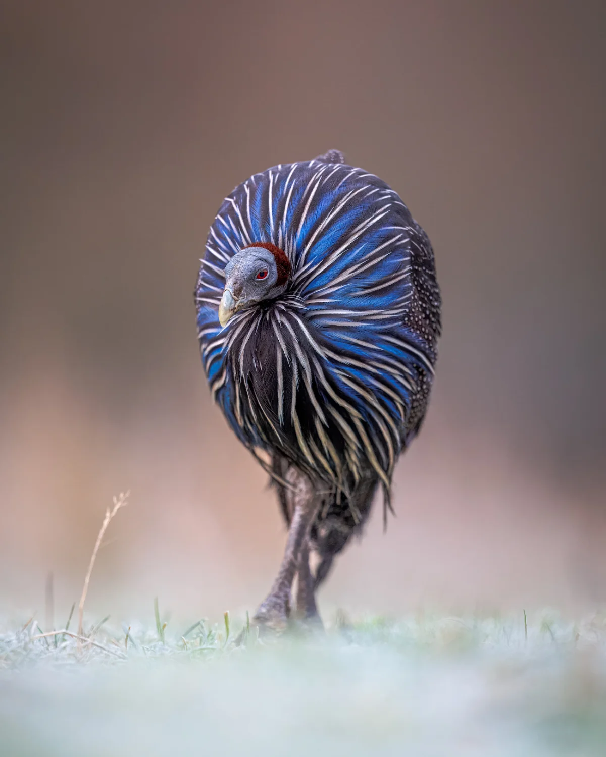 Bird - Winner, Frosty vulturine, Gareth Clifford, Vulturine Guineafowl (Acryllium vulturinum), Watatunga Wildlife Reserve.