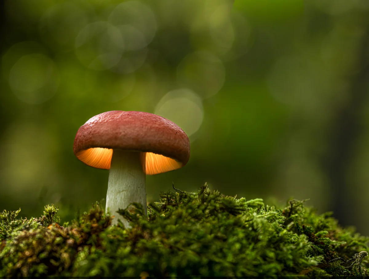 Native species - Winner, Forest Lantern, Peter Baird, Beechwood sickener (Russula nobilis), West Calder.