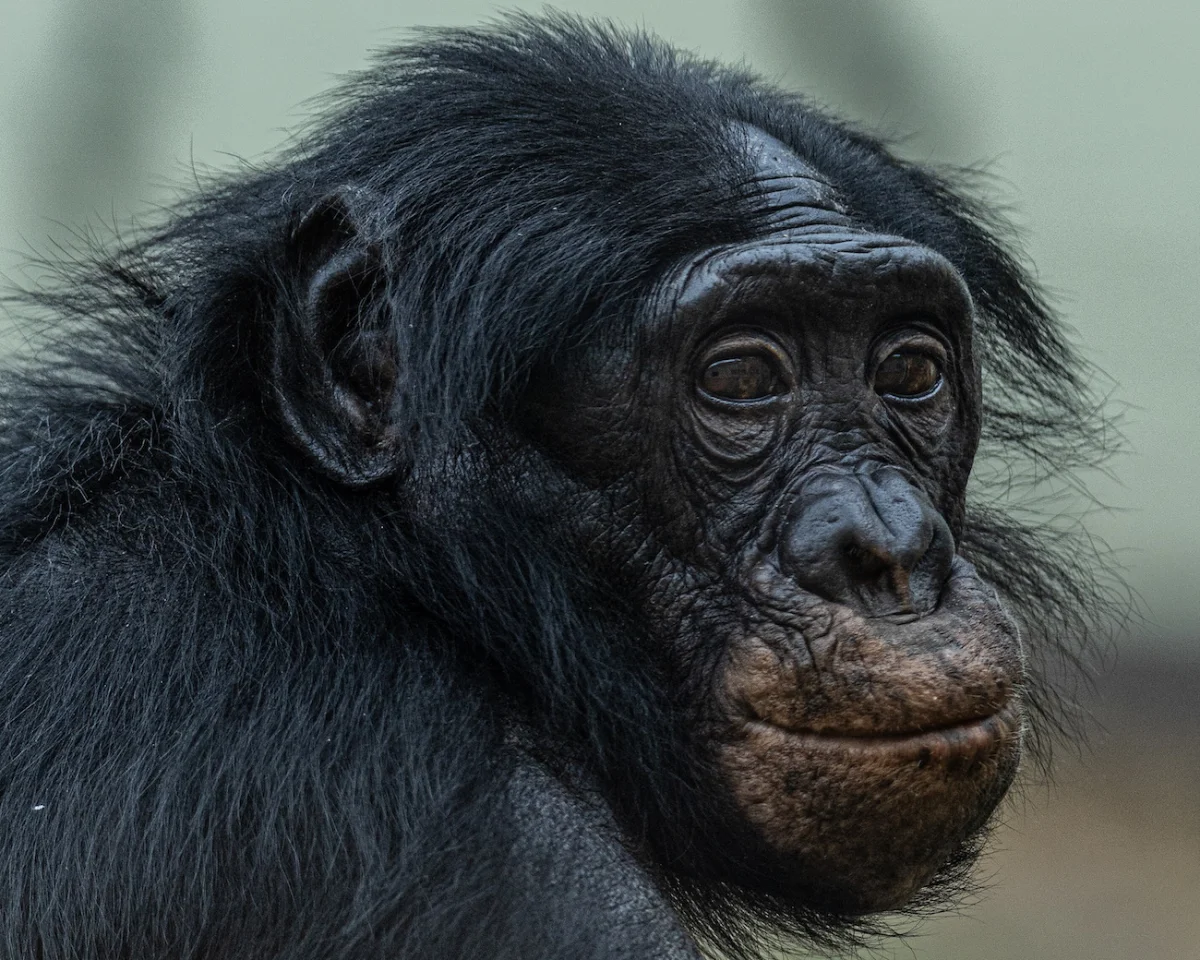 Mammal – Runner-up, Our Endangered Brothers, Fred Wall, Bonobo (Pan paniscus), Twycross Zoo.
