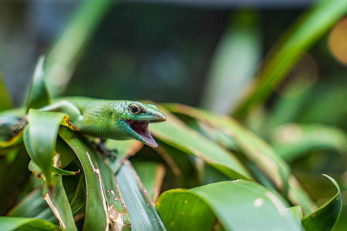 Reptile/amphibian -Runner up, The Singing Skink, Jagz Bharth, Emerald Tree Skink (Lamprolepis smaragdina), Hertfordshire Zoo.