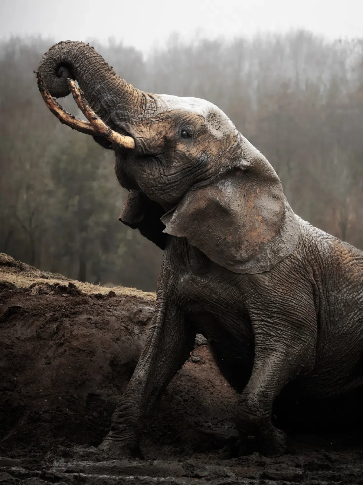 Mammal - winner, Still I Rise, Thomas Harris, African Elephant (Loxodonta africana), Colchester Zoological Society. 