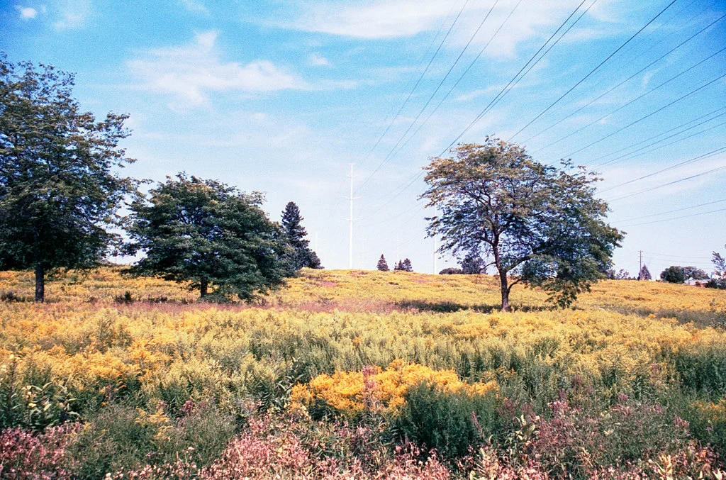 Scarborough Hydro Corridor Meadow Aug 2026