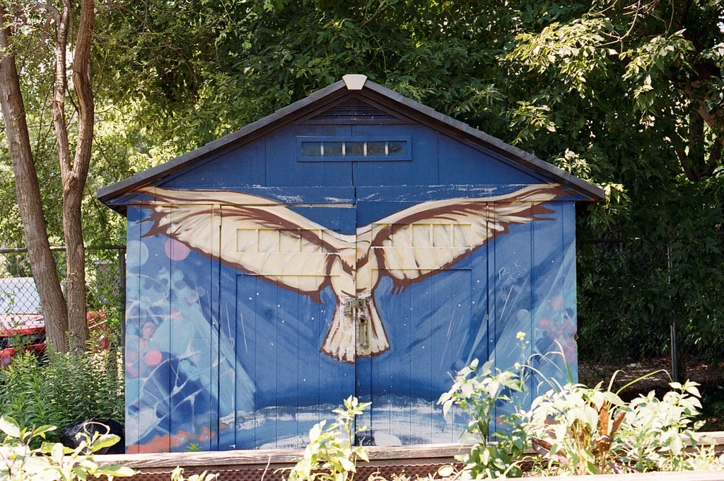 Neighbourhood Owl Guarding the Community Garden July 2026