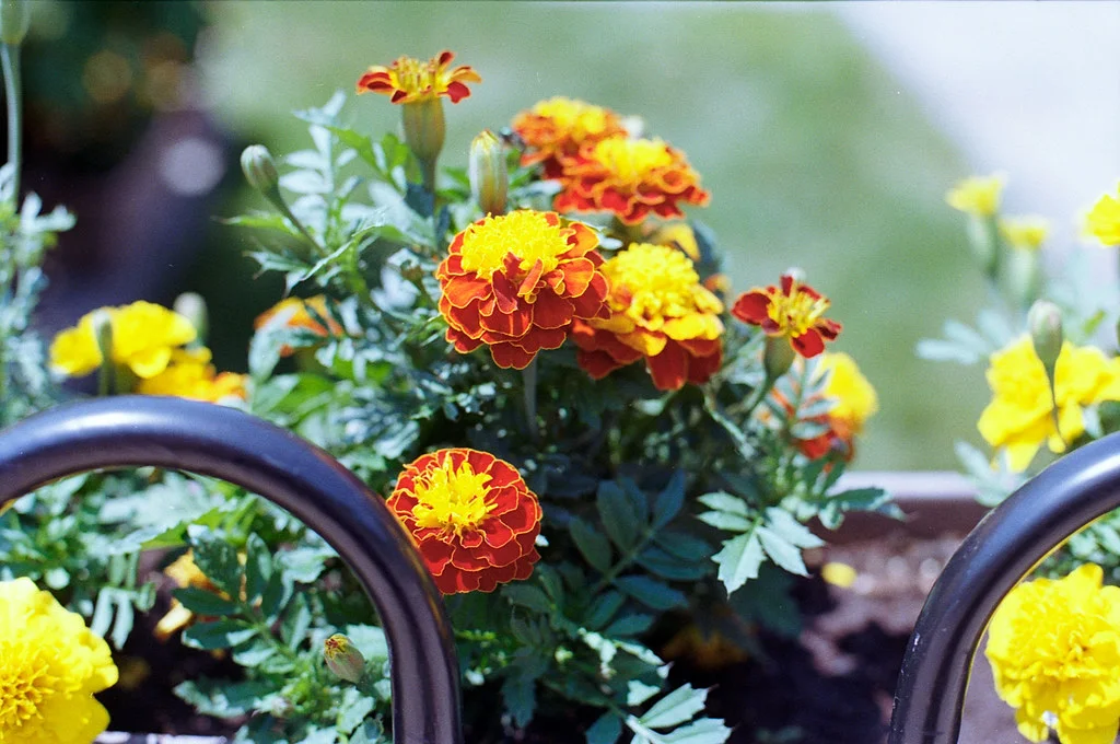 Woodfield African Marigolds July 2026
