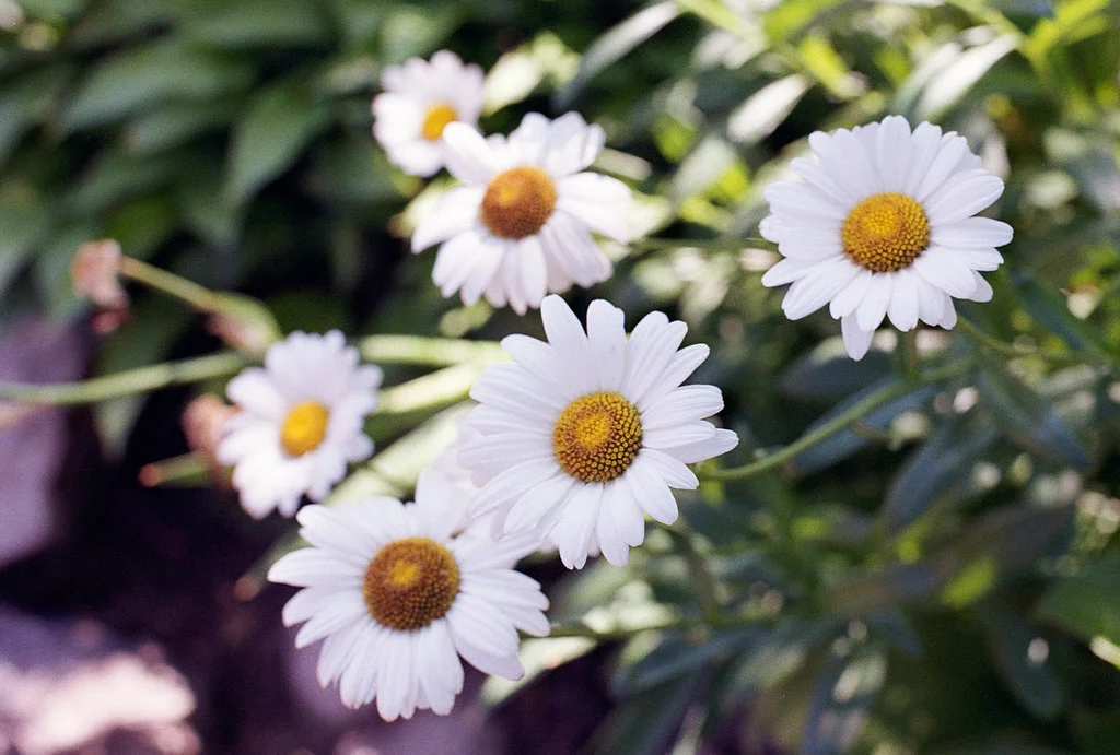 Riverdale Daisies July 2026