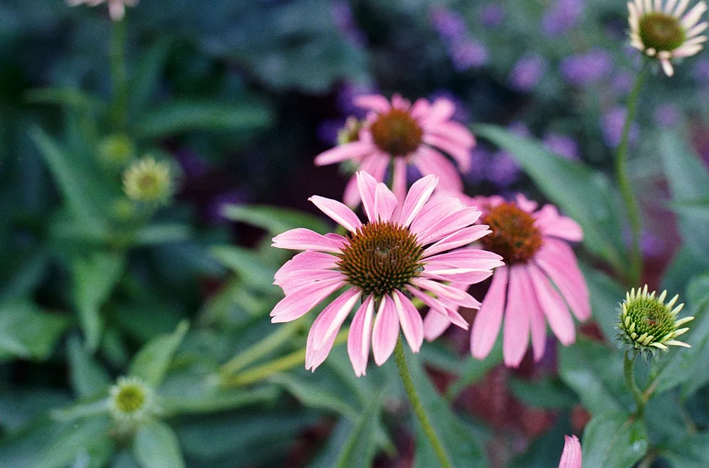 Broadview Purple ConeFlower July 2026