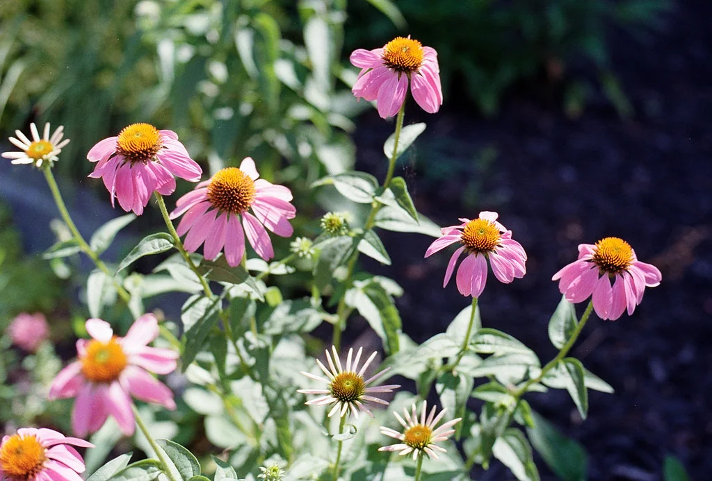 Purple Cone Flower Mass July 2026
