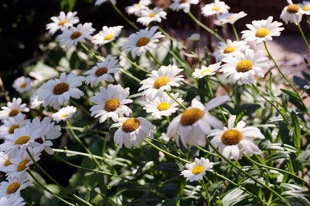 Sea of Daisies July 2026