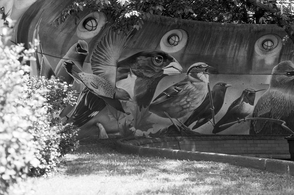 Dupont Bird Mural July 2026 (2)