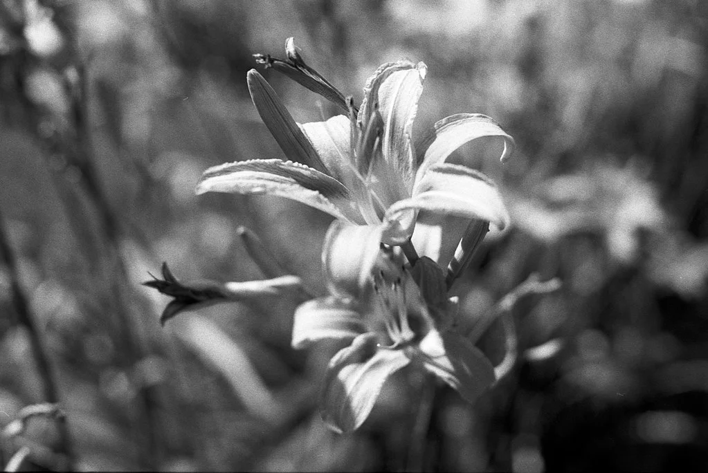 Black and White Lily July 2026