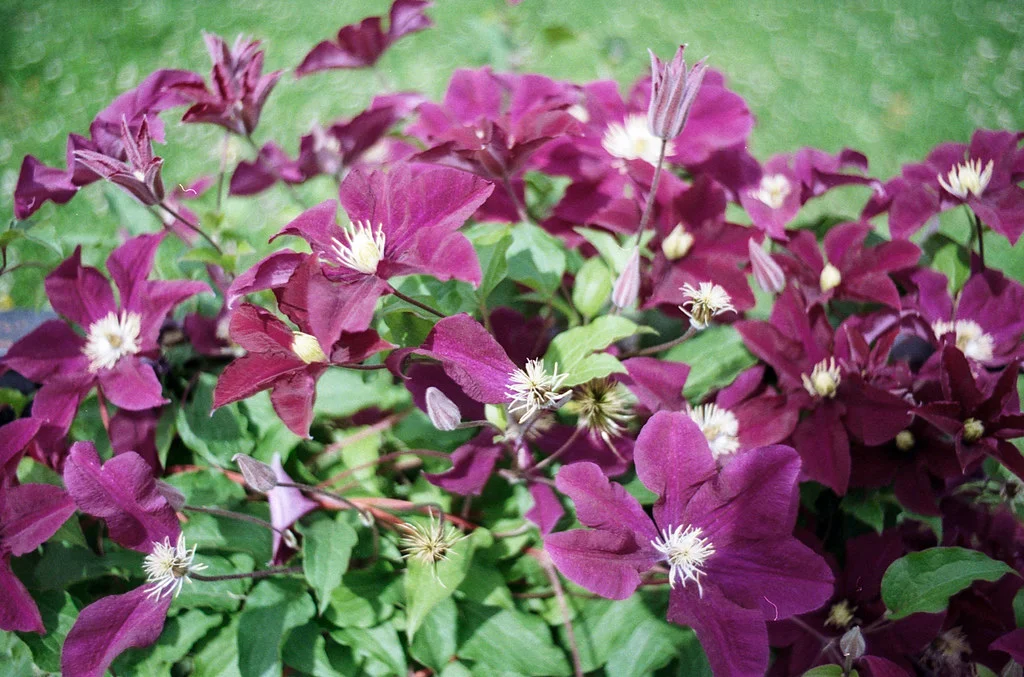 Purple and Green June 2026