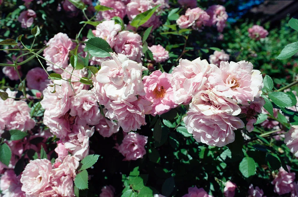 Croft Ave Roses June 2026