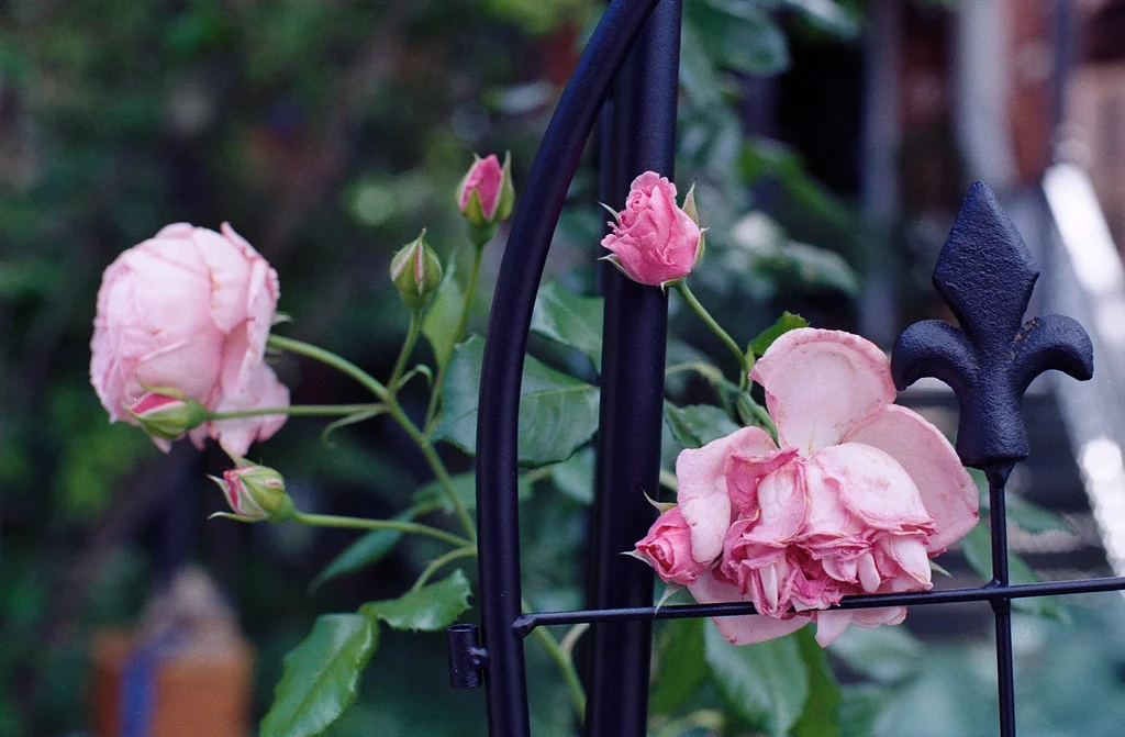 Fenced In Roses June 2026